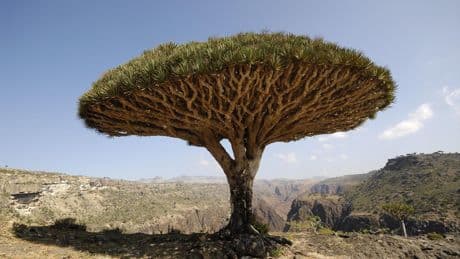 « L’Arbre et la tempête, Socotra, l’île oubliée » : un récit de voyage géopolitique