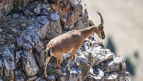 Karadeniz'in 4 ilinde 27 dağ keçisi ihale ile avlanacak