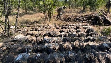 Krüger-Nationalpark in Südafrika: Wilderer vergiften mehr als 200 bedrohte Geier