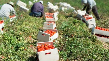 Per il pomodoro la minaccia ora arriva dalla California