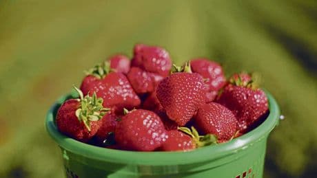 CO2-Fußabdruck | Erdbeeren im April: Mit Vorsicht zu genießen