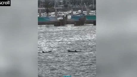 Avistan delfines mulares en Castro Urdiales