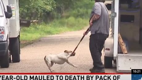 Teen girl killed by pack of neglected dogs as she tried to help them, neighbors say