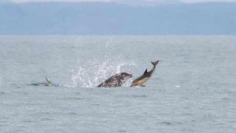 Exact location killer dolphin was last spotted off UK coast after slaying a SHARK