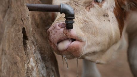 Water tanks replace springs on a Serbian mountain as drought endangers some 1,000 cows and horses
