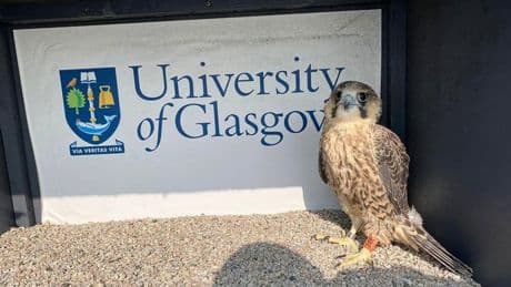 Peregrine Falcon chick living on iconic Glasgow building dies after 'bird flu' scare
