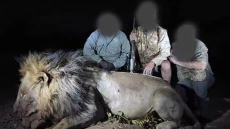 Famous lion 'shot dead in cruel £35k plot' as harrowing photos emerge