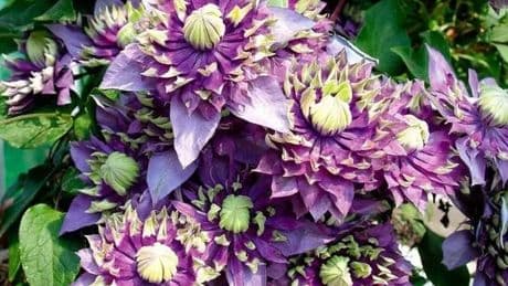 Rare climbing Clematis that was nominated for Chelsea Flower Show's Plant of the Year Award hits sale