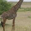 How many giraffe species are in Africa? New scientific analysis quadruples the count
