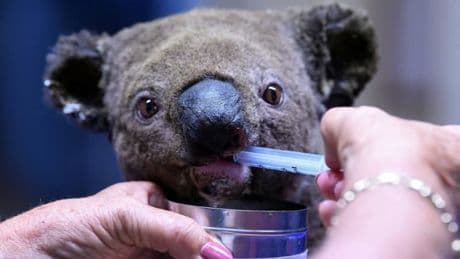 Incendie en Australie: 750 koalas abattus par des snipers depuis des hélicoptères
