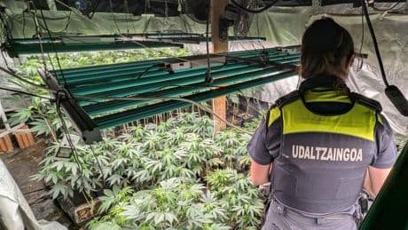 Dos detenidos tras desmantelar una plantación de marihuana en un caserío de Gatika