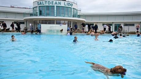 Grade II listed lido an hour from London is paradise for dogs and humans
