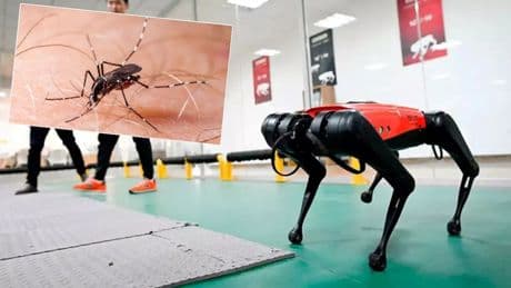 Hong Kong "chikungunya" ile mücadelesinde robot köpekleri kullanacak