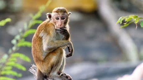 Watch the incredible moment monkey in 'performs operation' on woman