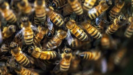Dramatic moment bees swarm around plane door as staff forced to ground flight