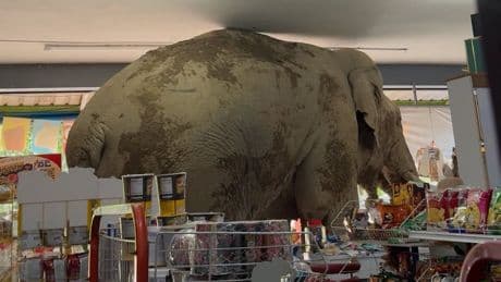 Überraschungs-Besuch aus dem Dschungel - Kommt ein Elefant in den Supermarkt