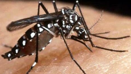 Chikungunya, allarme in Cina: oltre 7.700 casi, quali sono i sintomi? Colpita anche l'Italia, Stati Uniti invitano alla prudenza