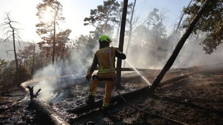 Waldbrände: Waldbrand bei Thale im Harz weitgehend gelöscht