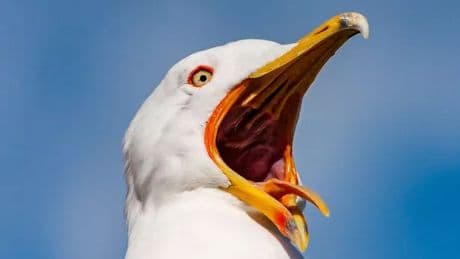 Call for tougher action to tackle 'growing scourge of gulls' in Dumfries and Galloway