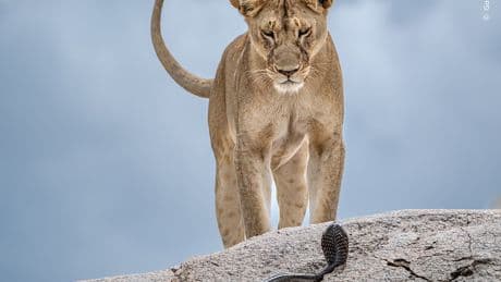 Wasp on a broomstick and cobra faces a lion: An early look at Wildlife Photographer of the Year 2025