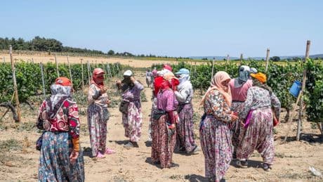 Erdogan is tegen, maar de liefde voor Turkse wijn groeit