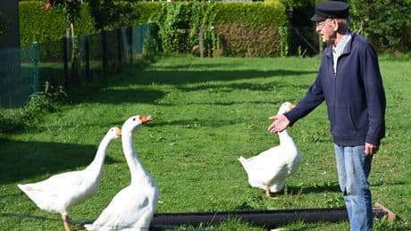 Landkreis Aurich: Gänse sorgen für Nachbarschaftsstreit in Marienhafe