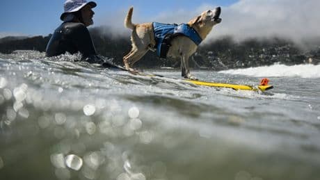 Who's the top dog? Wave-riding canines compete in the World Dog Surfing Championships