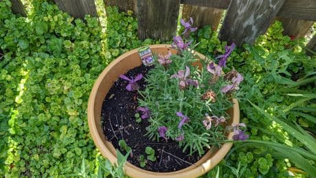 UK Gardeners Advised To Lift Potted Plant Containers ASAP