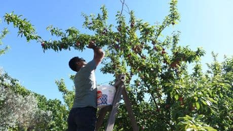 Kan şekerini dengeleyip, tatlı krizlerine son veriyor, kabızlığı çözüyor! Manav tezgahında görenler kilo kilo alıyor