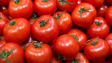 Les États-Unis imposent une taxe de 17% sur les tomates mexicaines, alors que 90% de ses importations proviennent du Mexique