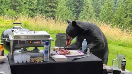 Ungebetener BBQ-Gast - Schwarzbär crasht Grillparty