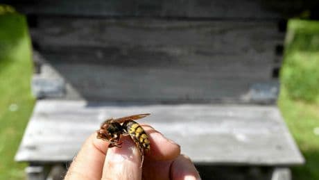Que faire en cas d’attaques d’abeilles ?