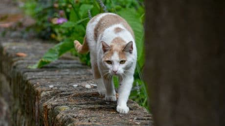 Pepper, le chat qui a déjà permis de découvrir deux mystérieux virus inconnus... en chassant