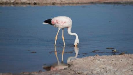 La société Radar Films jugée coupable d’avoir détruit plus de 500 œufs de flamants roses de Camargue lors d’un tournage