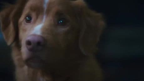 New horror film shot from perspective of a dog drops first trailer