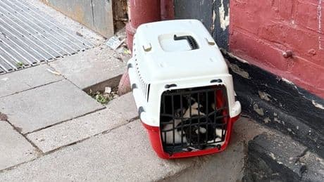 Essener Wald: Katzenfamilie ausgesetzt – Polizei ermittelt gegen Halter