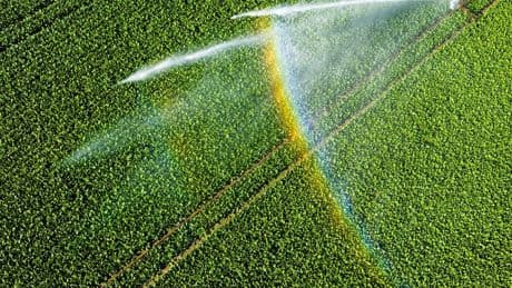 Landwirtschaft: Den Bauern macht die Trockenheit zu schaffen