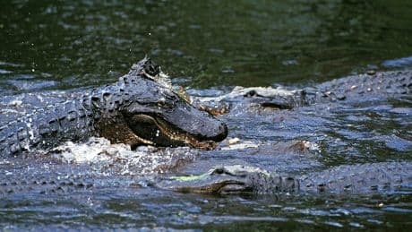Sie saßen im Kanu - Alligator tötet Frau vor den Augen ihres Mannes