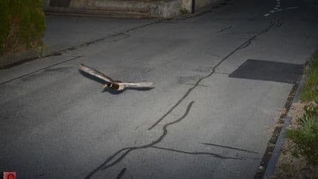 Ente wird in 30er-Zone geblitzt – schon wieder