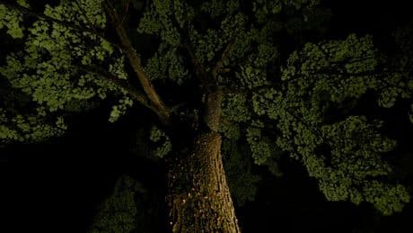 Georgia grandfather sacrifices his life to save twin granddaughters from falling tree limb: ‘He was a hero’