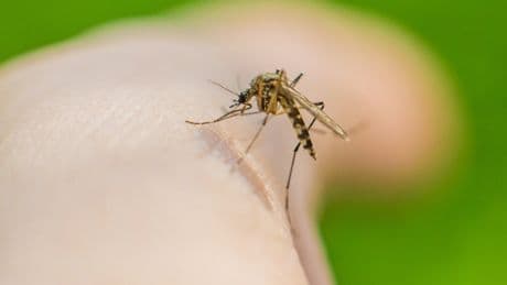 What risk does chikungunya pose to the UK after virus outbreak in China?