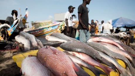 La fin des accords avec l’UE ne suffira pas à sauver les pêcheurs sénégalais