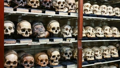 University repatriates centuries-old skulls to Japan: ‘We believe they are pleased to return home’