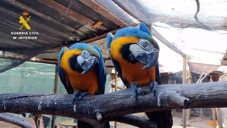 Un detenido en Lugo en una operación a nivel nacional contra una red de tráfico de fauna protegida