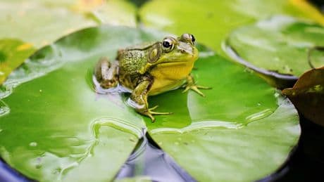 Un hombre tendrá que pagar a su vecino con 30.000 euros por el croar de las ranas que tiene en su estanque