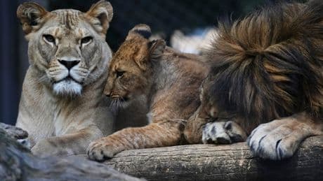Czech zoo welcomes 4 rare Barbary lion cubs whose population is extinct in the wild