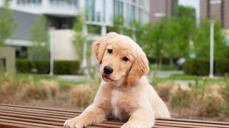 Man buys Golden Retriever online for £21 but is sent 'meat dog' instead