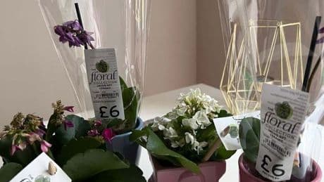 Major supermarket launches huge sale on plants and prices are as low as 1p