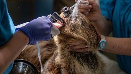 Zoo Chester: Zweifingerfaultier stellt Tierärzte vor Herausforderungen