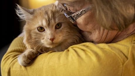 Cinco maneras de sacar partido mutuo pasando cinco minutos con tu gato